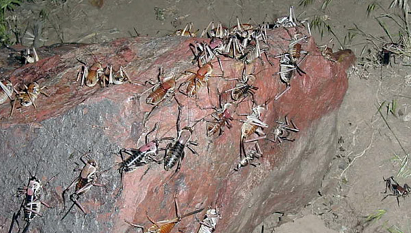 Mass migration of Mormon crickets (<i>Anabrus simplex</i>) in the American west