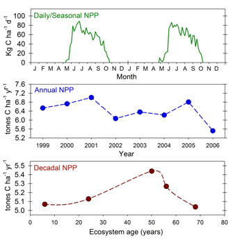 Patterns of terrestrial NPP at different timescales in a temperate forest: Daily net primary production (NPP) changes during the growing season in response to climate variables including solar radiation and precipitation, while the duration of NPP during the growing season (i.e., spring green-up to autumn leaf fall) is largely a function of photoperiod. Annual NPP changes from one year to the next in response to longer-term trends in climate, including shifts in total solar radiation caused by differences in cloud cover from year to year. Decadal patterns of NPP track changes in ecological succession (Gough <i>et al.</i> 2007, 2008).