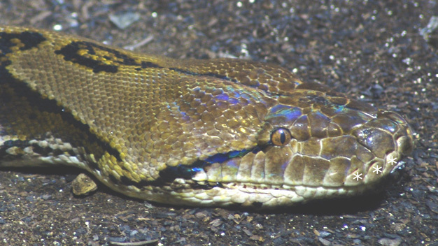 Reticulated python with some of the IR-sensitive pits marked as “*”