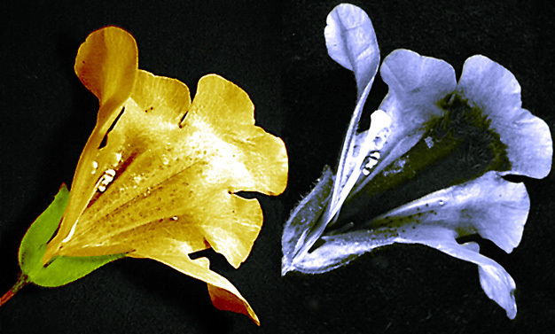 Comparison of a <i>Mimulus</i> flower under both white light (left) and UV light (right)