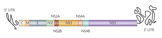 A diagram shows the dengue virus RNA genome with its structural and non-structural regions labeled. The RNA is depicted as a horizontal cylinder separated into several colored sections of varying sizes. A thin black coiled line representing untranslated RNA extends from the cylinder's lefthand terminus and is labeled the 5 prime UTR. From left to right, the genes encoded by the dengue virus genome are: the capsid, labeled C and colored light brown; the membrane, labeled M and colored orange; the envelope, labeled E and colored blue; and several non-structural genes, including NS1 (green), NS2A (red), NS2B (dark brown), NS3 (yellow), NS4A (dark orange), NS4B (teal), and NS5 (purple). NS5 is the longest gene; NS2A and NS2B have the shortest lengths. A region of untranslated RNA at the cylinder's righthand terminus is labeled the 3 prime UTR.