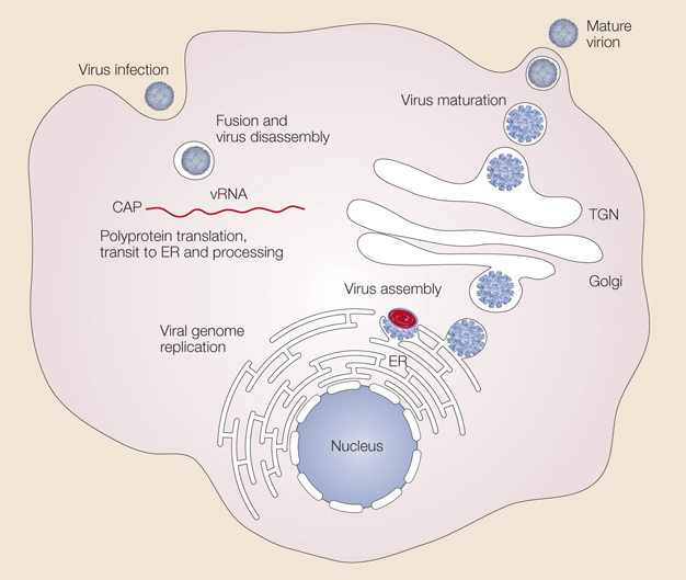 A schematic shows a dengue virus particle infecting a eukaryotic host cell, using the eukaryotic cell machinery to replicate the viral genome, and then exiting the host cell as a mature virion.  The eukaryotic host cell is depicted as an irregular-shaped sphere with a single nucleus and many organelles. The virus is depicted as a small circle approximately 1/200th the size of the eukaryotic cell.