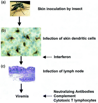 Transmission of the dengue virus is shown in three stages. In the first stage (panel a), a high-magnification photograph shows a mosquito inserting its proboscis into a region of human skin, inoculating the human with the dengue virus. In the second stage (panel b), a photomicrograph shows several skin dendritic cells that are infected with the virus. These infected dendritic cells produce interferon to help limit the spread of infection. In the third stage (panel c), a photomicrograph shows lymph nodes infected with the virus. Infection of the lymph nodes leads to viremia. Text in panel c indicates the infection can be fought with neutralizing antibodies, activation of the complement system, and cytotoxic T lymphocytes.