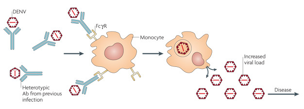 A diagram shows dengue virus particles binding to five pre-existing antibodies. The virus-antibody complex then binds to external receptors on monocytes. The virus particles gain access to the inside of the monocytes after binding these receptors and are then able to replicate and increase the viral load inside the infected body.