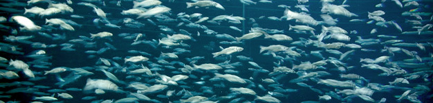 Swarm of fish in a large cylindrical tank in Loro Parque, Tenerife