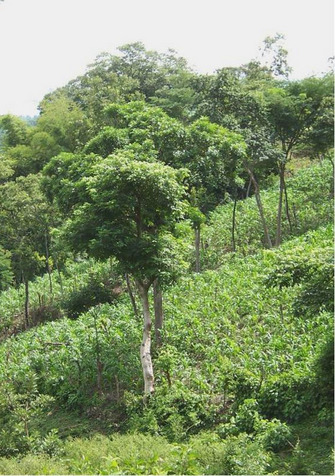 The Quesungual agroforestry system in Honduras.