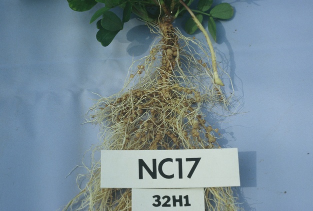 Extensive nodulation of a peanut root after inoculation with Bradyrhizobium strain 32H1.