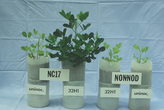 Comparison of peanut plants with and without Bradyrhizobia.
