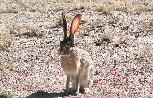 A jackrabbit’s ears are engorged with blood