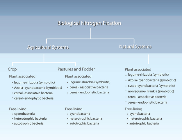 Nitrogen-fixing organisms found in agricultural and natural systems.
