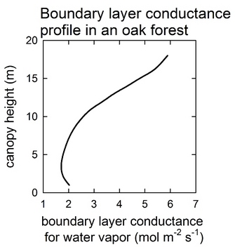 Boundary layer conductance profile through an oak forest canopy in the New Jersey Pine Barrens.