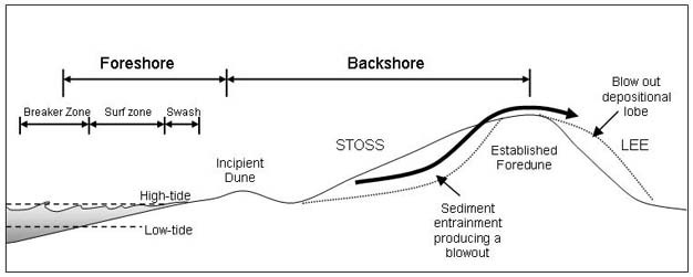 The beach-dune system showing the nearshore zone back-beach environment and the formation of an incipient foredune and established foredune.