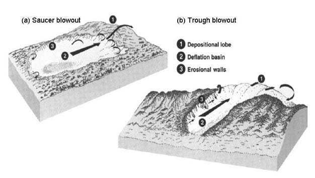 The geomorphological expressions and their characteristic wind flow patterns for (a) saucer blowouts and (b) trough blowouts.