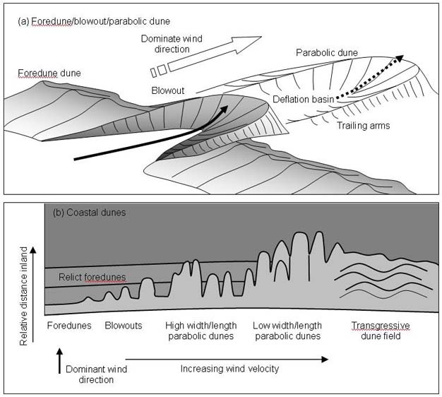 The geomorphological expressions and characteristics of (a) foredune, blowouts, and parabolic dunes, and (b) the main coastal dunes in relation to relative wind velocity and landward progradation.