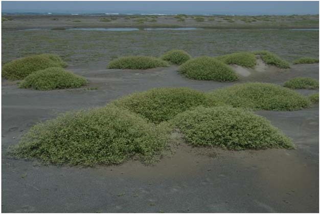 Small hummocks (termed nebkha) formed by sand deposition within discrete plants on the backshore at Dona Juana dunefield, Mexico.