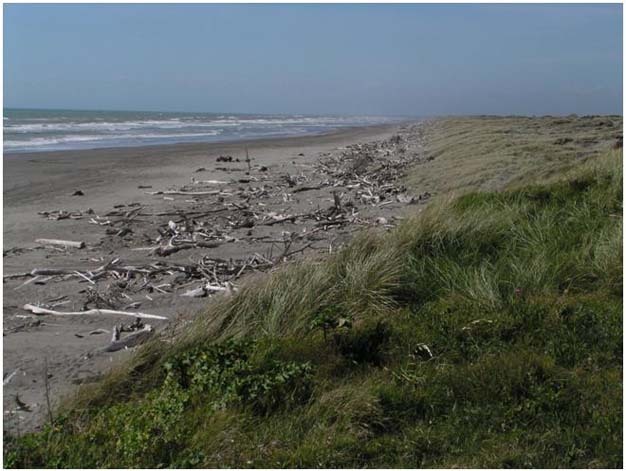 Driftwood and coastal vegetation acting as a roughness element and stimulating incipient formation on the Manawatu coast of the southwest of the North Island of New Zealand.