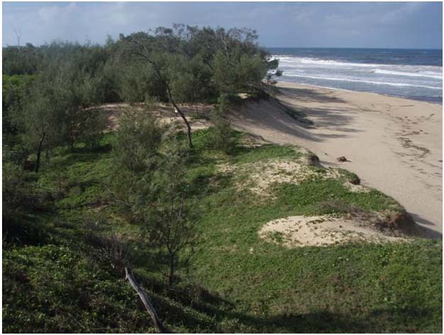 Blow outs forming in a foredune on the Sunshine Coast of southeast Queensland.