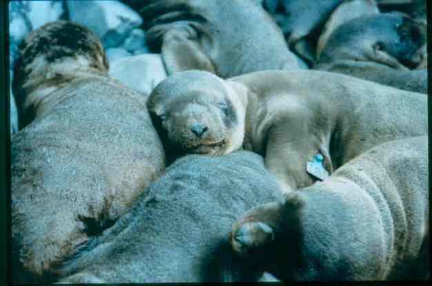 Steller sea lion pups.