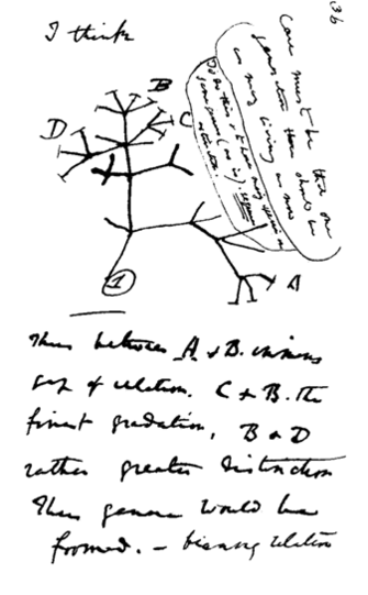 Darwin’s famous sketch indicating that evolution within species may eventually give rise to entirely new ones.