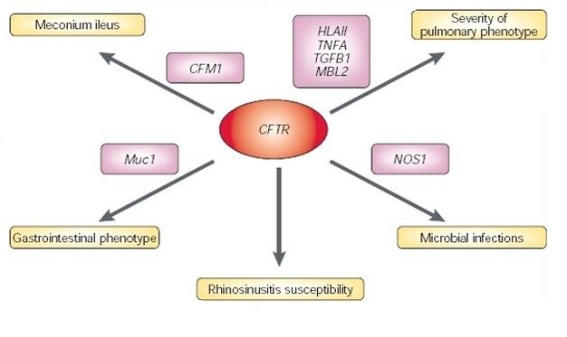 Mutations in <i>CFTR</i> almost always cause the CF phenotype. Owing to modification effects by other genetic factors, the presence and nature of mutations at the <i>CFTR</i> locus cannot predict what the phenotypic manifestation of the disease will be. Therefore, although CF is considered a Mendelian recessive disease, the phenotype in each patient depends on a discrete number of alleles at different loci. Meconium ileus describes the obstruction at birth of the small and/or large intestine (ileus) with the first fecal excretion (meconium). (NB. CFTR = cystic fibrosis transmembrane conductance regulator, CFM1 = cystic fibrosis modifier, HLA-II = MHC class II antigen, MBL2 = mannose-binding lectin (protein C) 2, NOS1 = nitric oxide synthase 1, TGFB1 = transforming growth factor-a1, and TNFA = tumour necrosis factor-a encoding gene.)
