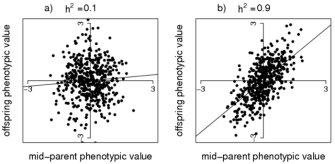 Two side-by-side scatterplots show the relationship between progeny phenotypes and the average of two parental phenotypes based on high heritability or low heritability. Low heritability is represented on the left graph with a random distribution of points on the graph and a regression value of 0.1. High heritability is represented on the right graph with a collection of points that falls roughly around a straight line and has a regression value of 0.9.