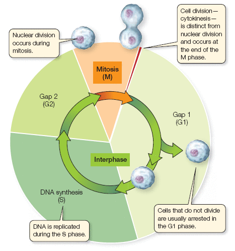 cell cycle phases. The eukaryotic cell cycle