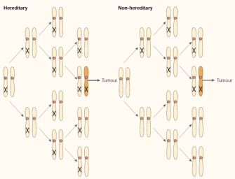 This two-panel diagram illustrates that two hits, or mutations, occur in both hereditary (left panel) and nonhereditary retinoblastoma (right panel).