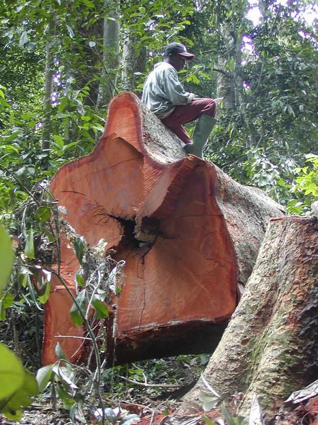 An example of the tropical deforestation that occurs in Central Africa.