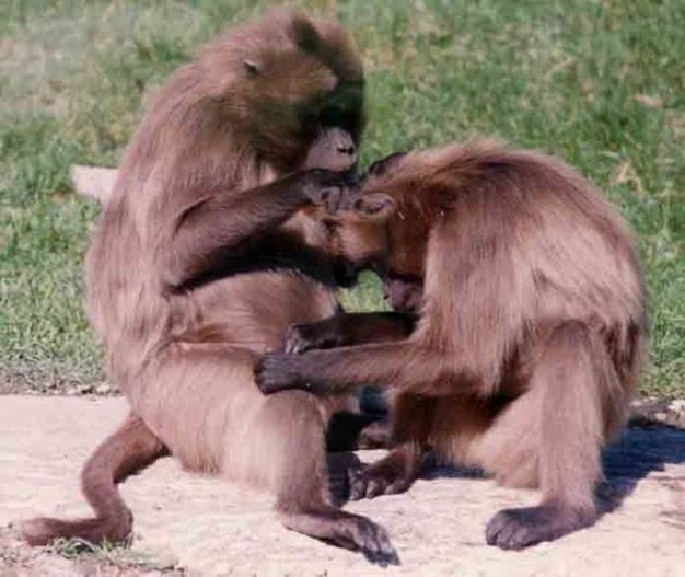 Two female geladas (<i>Theropithecus gelada</i>) grooming one another.