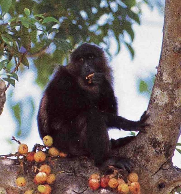 A moor macaque (<i>Macaca maurus</i>) feeding on ripe fruit in Sulawesi.