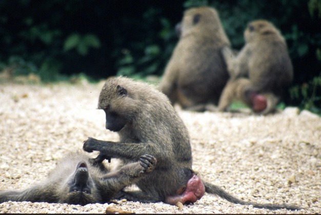 Olive baboons (<i>Papio anubis</i>) grooming in Gombe Stream National Park, Tanzania.