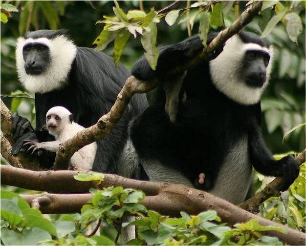 Infanticide risk increases with male and female group size in ursine colobus monkeys (Colobus vellerosus).