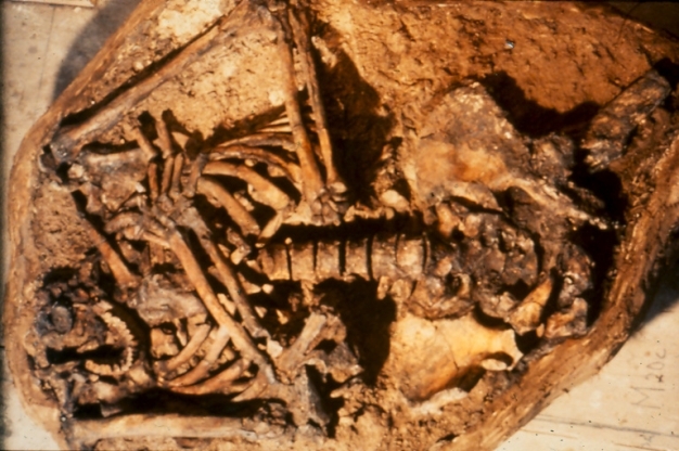Photograph of the cast of the Neanderthal burial found at Kebara Cave, Israel, in 1983, and dated to 60,000 years before present.