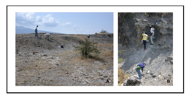 Survey and surface collection at Laetoli.
