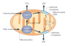 This schematic diagram depicts a mitochondrion and some of the biological pathways that take place in this organelle. The outer mitochondrial membrane is an oval, and the inner mitochondrial membrane has many folds called cristae.