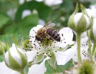 One of the most common mutualisms in the world is that between pollinators and flowering plants