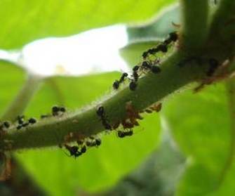 A common uni-directional consumer-resource mutualism between ants and aphids, in which the ants obtain honeydew