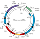 This circular map of the mitochondrial genome has two concentric rings. The heavy strand is the inner circle, and the light strand is the outer circle. The map is color coded, and the 37 genes in the mitochondrial genome are labeled.