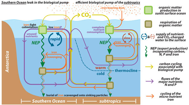 Illustration of the coupled biogeochemical cycles of the “major” nutrients