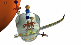 Each successive tRNA leaves behind an amino acid that links in sequence. The resulting chain of amino acids emerges from the top of the ribosome.