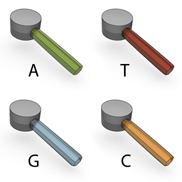 A schematic shows four nucleotide molecules against a white background. Each contains a gray cylinder, representing the deoxyribose sugar, attached to a colored hexagonal prism, representing the nitrogenous base. The base is twice as long as the diameter of the gray cylinder. The green nitrogenous base is labeled A (upper left), the red base is labeled T (upper right), the blue base is labeled G (lower left), and the orange base is labeled C.