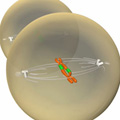A schematic shows two grey, circular cells: one cell is in the background, eclipsed by a cell in the immediate foreground that appears larger. Inside the larger cell, two chromosomes are aligned along the cell's Z-axis. An orange chromosome with a small portion of green on the lower left arm is shown in the topmost position; a second orange chromosome with a small portion of green on the upper right arm is directly below it. Long fibers radiate from mitotic spindles on the cell's left and right sides and are attached to the centromere of each chromosome. Shorter fibers also emanate from the mitotic spindle, but they are not attached to chromosomes.