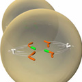 A schematic shows two circular cells: one cell is in the background, eclipsed by a cell in the immediate foreground that appears larger and contains two chromosomes that have been split in half. Each chromatid is attached to spindle fibers at their centromeres. The sister chromatids of each of the chromosomes have become separated due to the action of the spindle fibers and are shown migrating to opposite poles of the cell. For example, the topmost chromosome has been split in half; one half is moving toward the left-hand pole of the cell, and the other half is moving toward the right-hand pole of the cell.