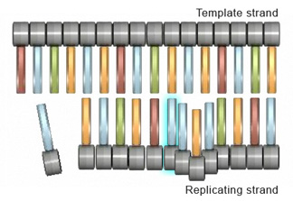 A schematic shows 29 nucleotides arranged to form a partially double-stranded segment of DNA, with 16 nucleotides in the top strand and 13 nucleotides in the bottom strand. Grey horizontal cylinders represent deoxyribose sugar molecules, and blue, red, green, and orange vertical rectangles represent the chemical identity of each nitrogenous base. An extra nucleotide has been added to the replicating strand because of a misalignment of base pairs.