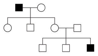 A pedigree diagram shows the manifestation of a single trait in a family over three generations. Individuals that express the trait of interest are represented by a black symbol. Individuals that do not express the trait of interest are represented by an open symbol. One male in the first generation and one male in the third generation express the trait of interest.