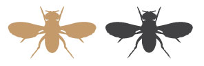 A schematic shows the dorsal side of two fruit flies in silhouette, side-by-side, with their wings outstretched. The fly at left is shaded brown, while the fly at right is shaded black.