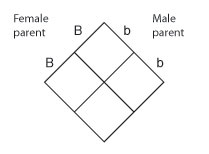 An empty Punnett diagram is represented by a diamond that has been divided into four equal square cells. On the upper left, the female parent genotype is uppercase B, uppercase B. The first uppercase B is labeled to the left of the top quadrant, while the second uppercase B is labeled outside the left quadrant. On the upper right, the male parent genotype is lowercase b, lowercase b. The first lowercase b is labeled to the right of the top quadrant, while the second lowercase b is labeled outside the right quadrant. The bottom quadrant does not have any labels.