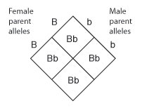 A Punnett square diagram shows the crossing of a female parent with the genotype uppercase B uppercase B with a male parent with the genotype lowercase b lowercase b. The resulting offspring have a genotype of uppercase B lowercase b.