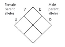 An empty Punnett diagram is represented by a diamond that has been divided into four equal square cells. On the upper left, the second allele of the female parent genotype is unknown, so the genotype is labeled as uppercase B, question mark. The question mark is labeled to the left of the top quadrant, while the uppercase B is labeled outside the left quadrant. On the upper right, the male parent genotype is lowercase b, lowercase b. The first lowercase b is labeled to the right of the top quadrant, while the second lowercase b is labeled outside the right quadrant. The bottom quadrant does not have any labels.
