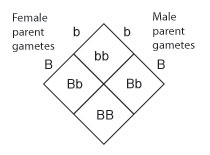 A Punnett square diagram shows the crossing of a female parent and a male parent with the genotype uppercase B lowercase b. One-fourth of the resulting offspring have a genotype of lowercase b lowercase b; one-fourth have a genotype of uppercase B uppercase B; and one half have a genotype of uppercase B lowercase b.